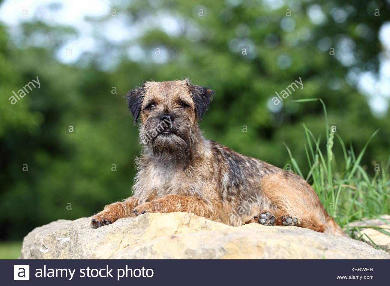 Border Terrier Adult Stock Photos & Border Terrier Adult Stock Images