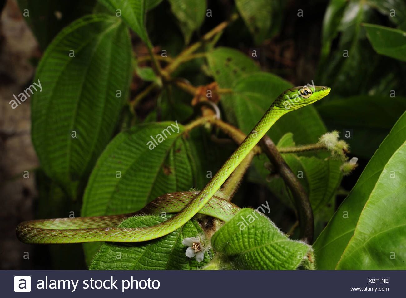 Parrot Snake High Resolution Stock Photography and Images - Alamy