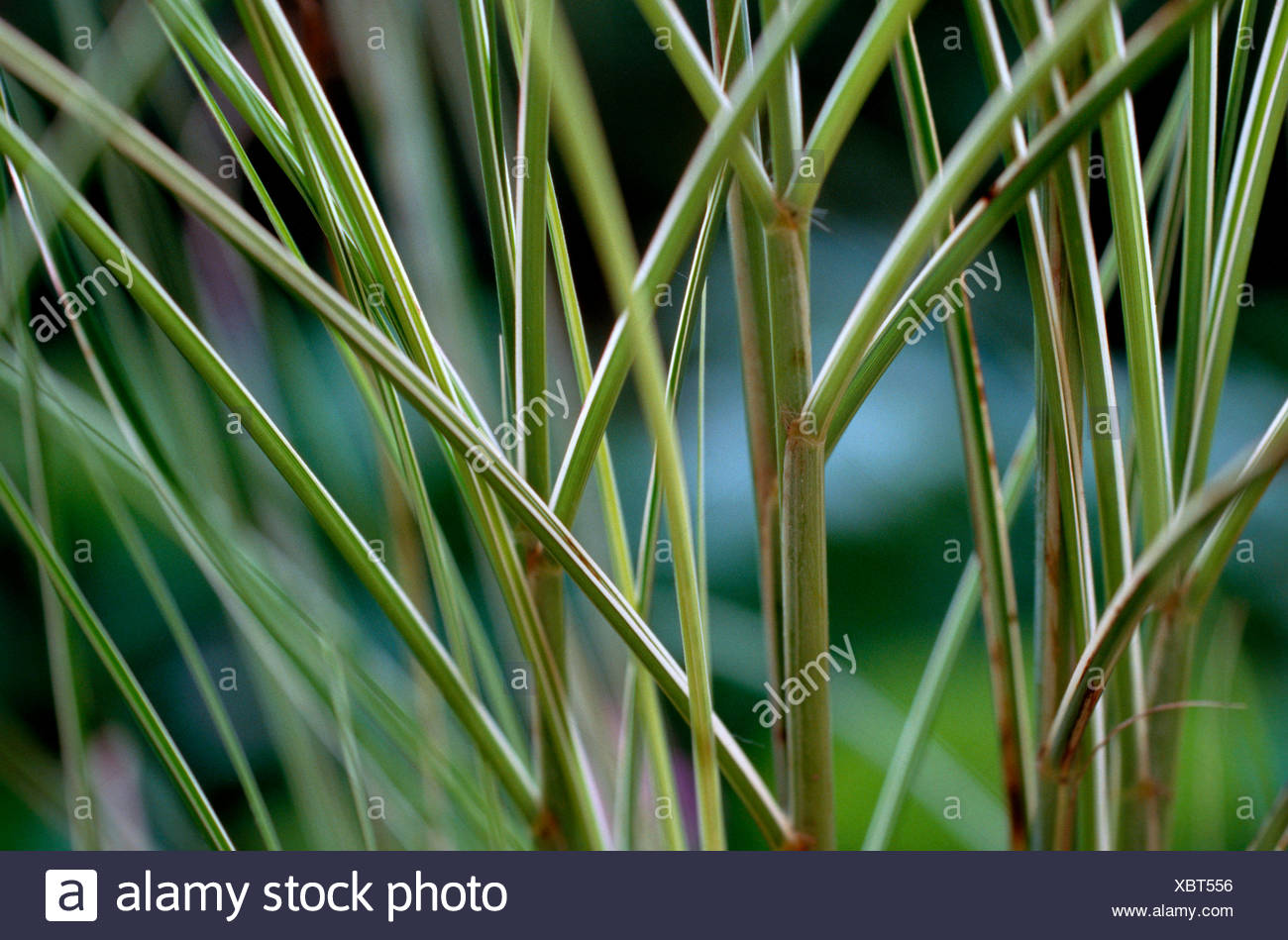 Chinese Silver Grass Zebra Grass Tiger Grass Miscanthus Sinensis Morning Light Miscanthus Sinensis Morning Light Cultivar Morning Light Stock Photo Alamy Chinese Silver Grass Zebra Grass Tiger Grass Miscanthus Sinensis Morning Light Miscanthus Sinensis Morning Light Cultivar Morning Light Stock Photo Alamy