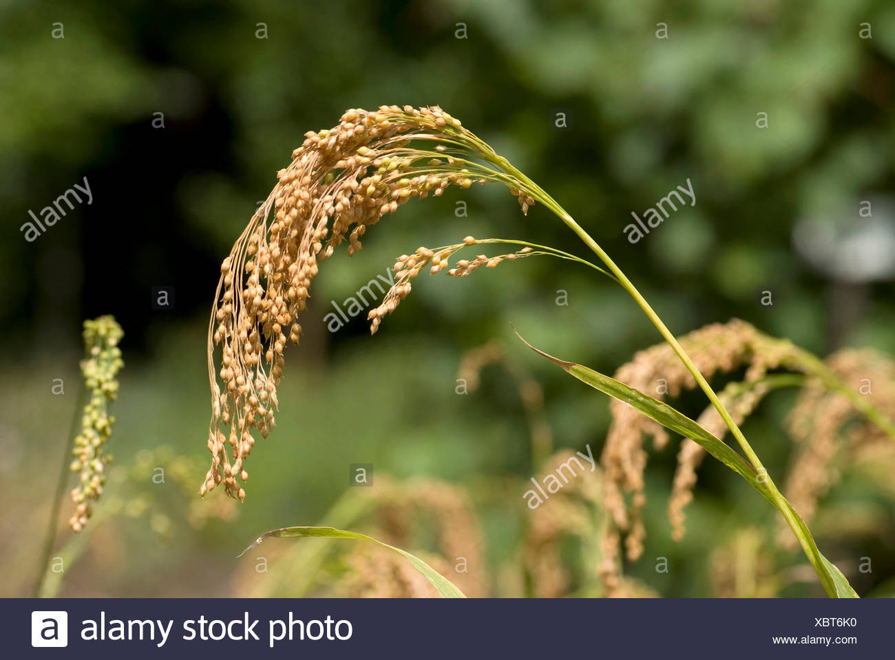 Native Millet High Resolution Stock Photography and Images Alamy