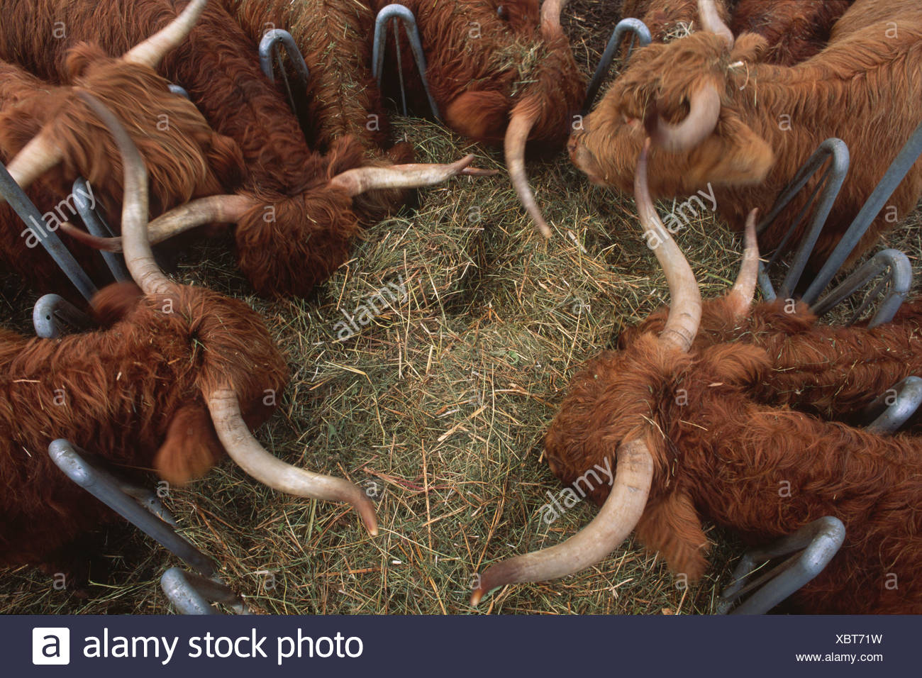 Highland Cattle Longhorn High Resolution Stock Photography and Images Alamy