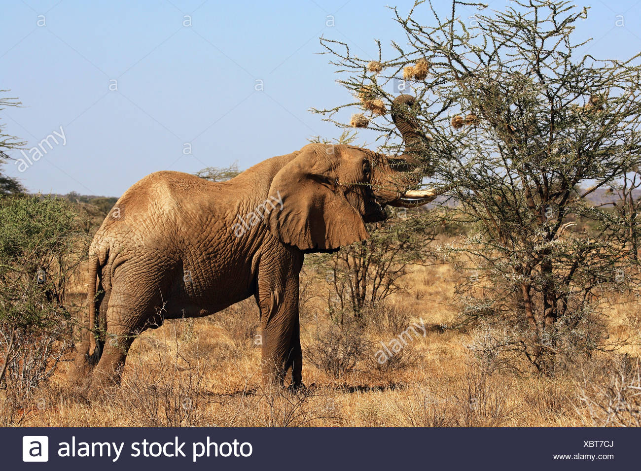 Bird Nests High Resolution Stock Photography and Images Alamy