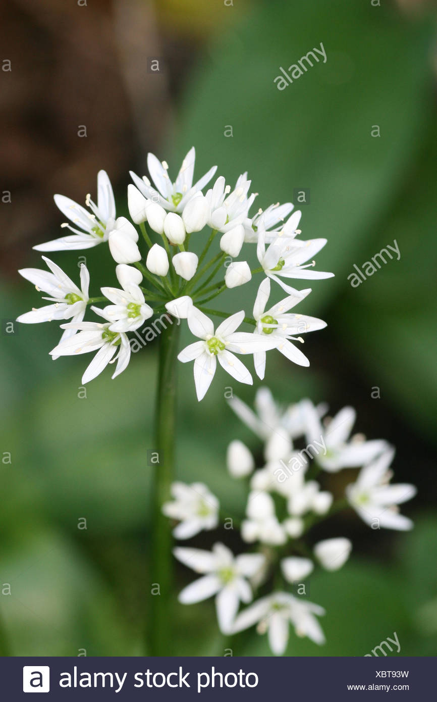 wild garlic Stock Photo