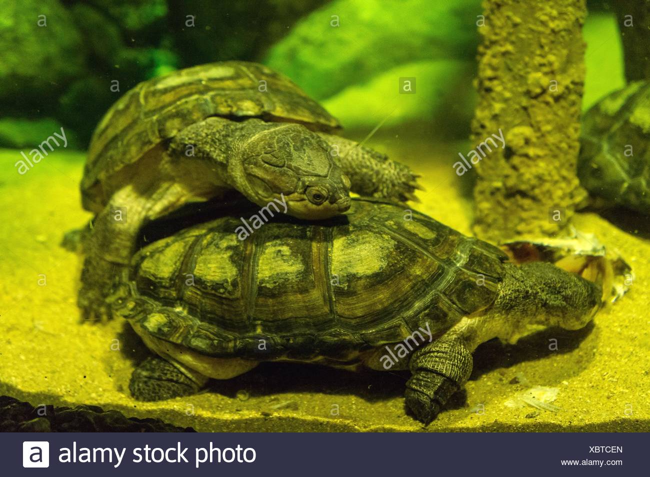 Turtles Mating High Resolution Stock Photography and Images - Alamy