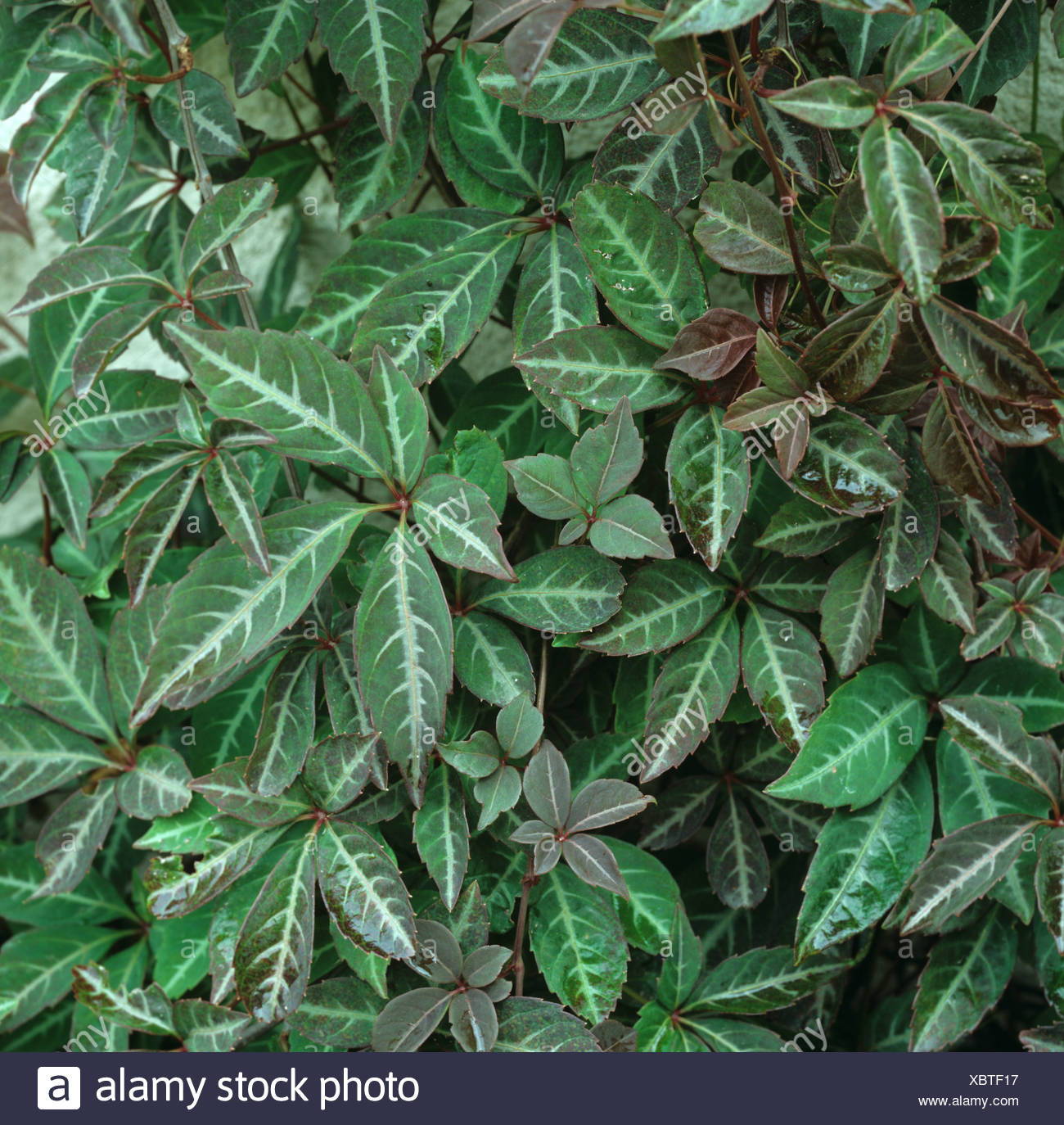 Five Lobed Leaves High Resolution Stock Photography and Images - Alamy