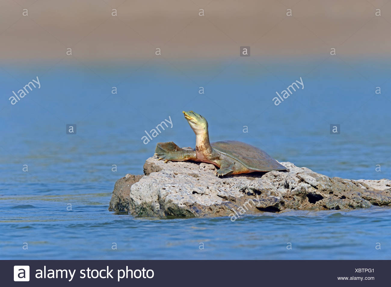 Ganges Softshell Turtle High Resolution Stock Photography and Images ...