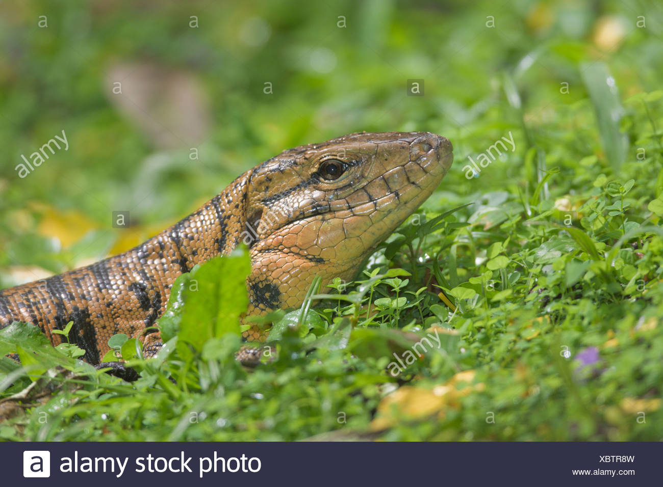 Tegu Lizard High Resolution Stock Photography and Images - Alamy