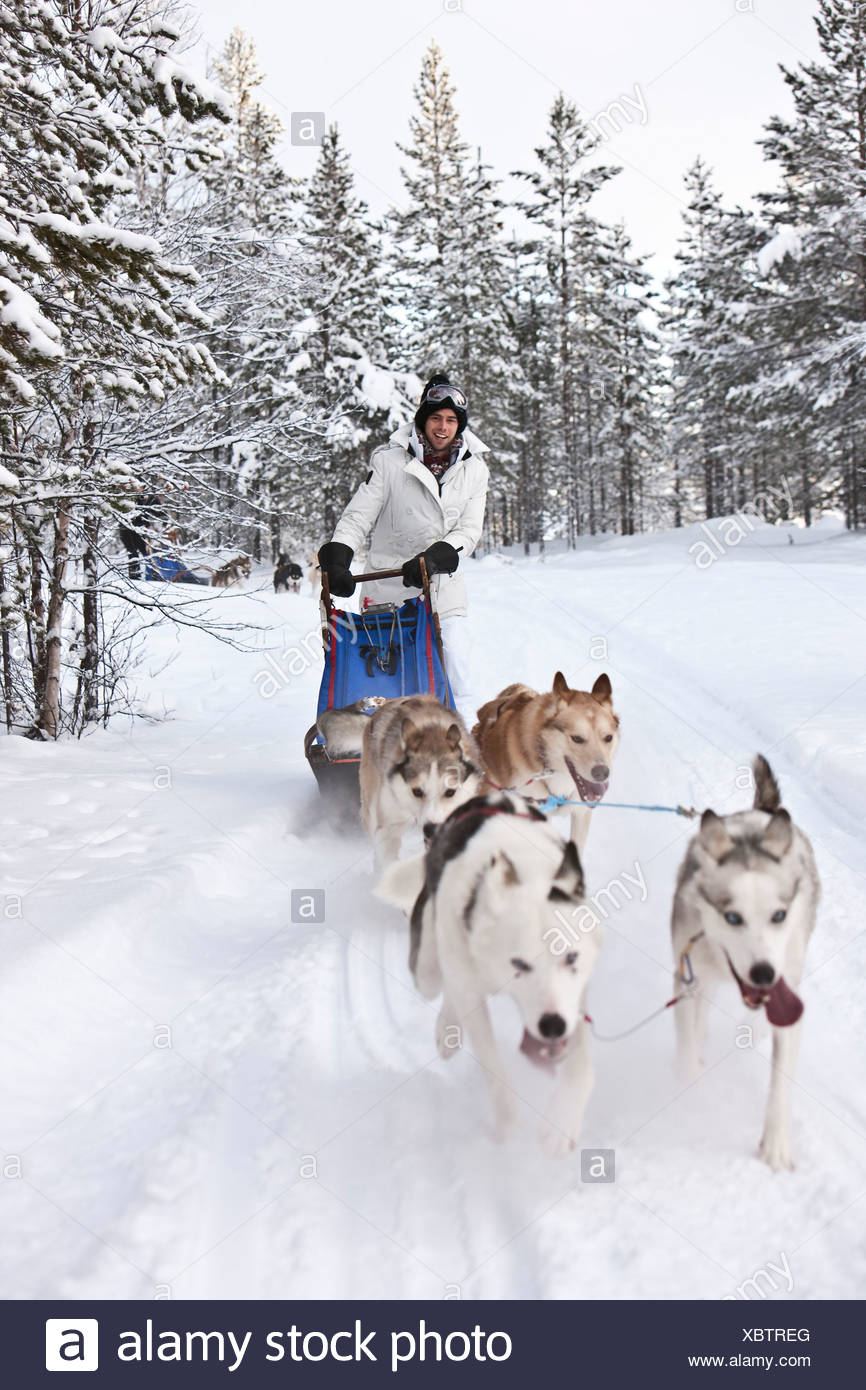 husky pulling sled