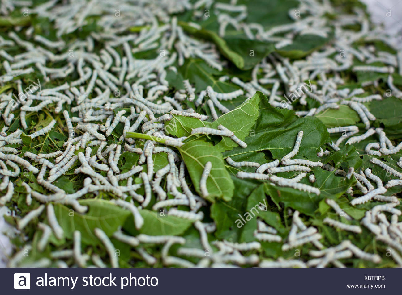 Rearing Of Silkworms Stock Photos & Rearing Of Silkworms Stock Images