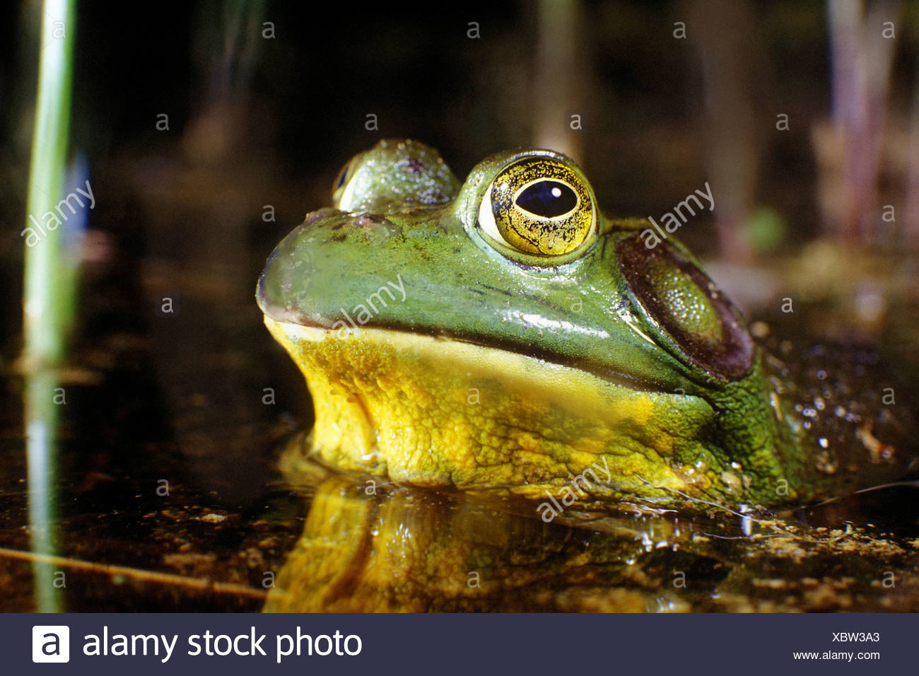 With eyes bulging, a bullfrog emerges from the depths of its kettle pond habitat in Cape Cod, Massachusetts. Stock Photo