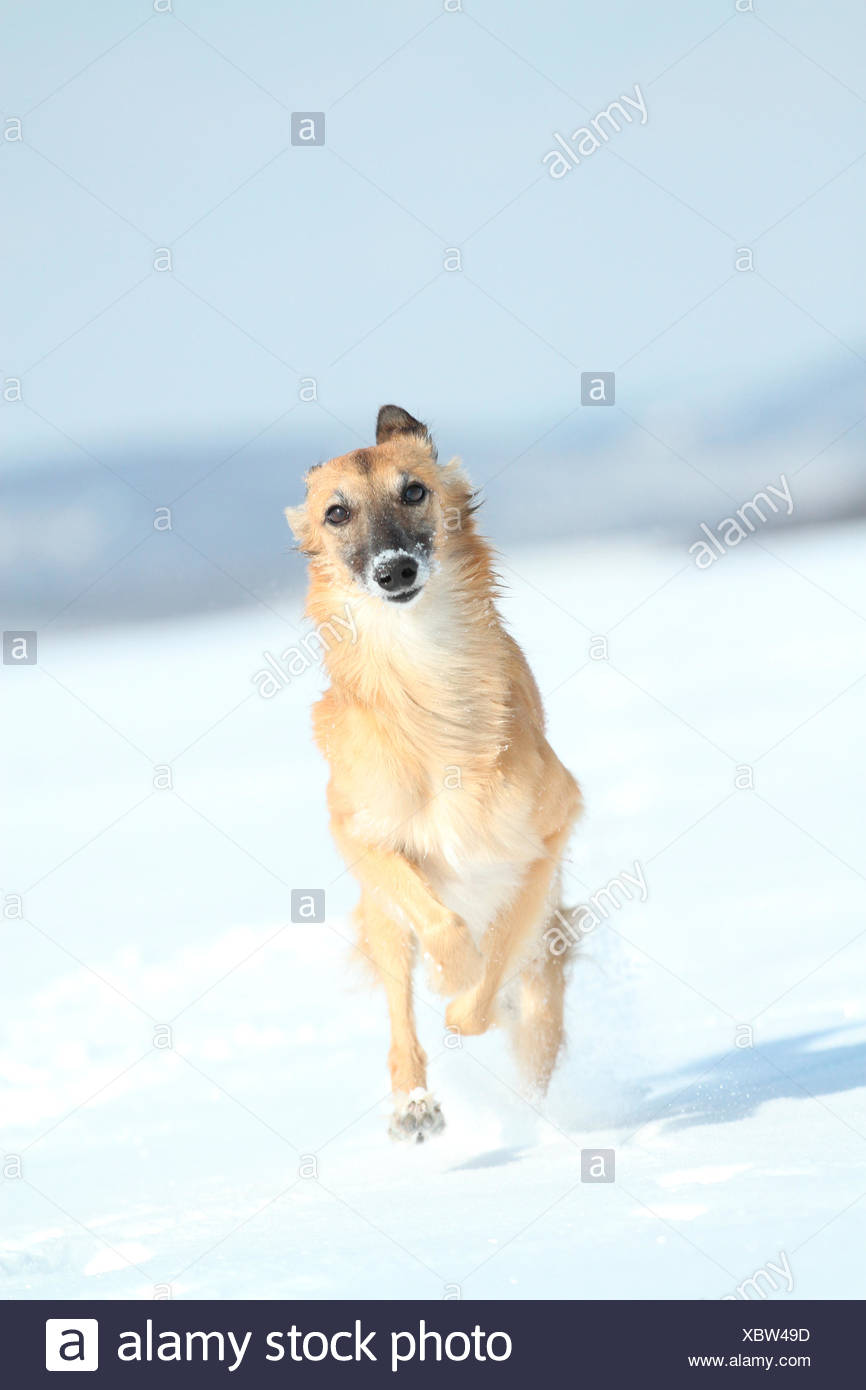 Whippet Running Stock Photos Whippet Running Stock Images Alamy