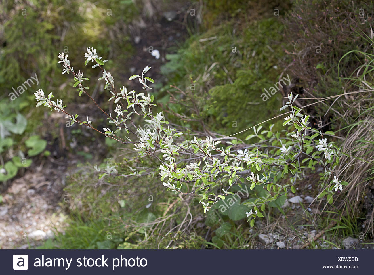Edelweiss Strauch High Resolution Stock Photography And Images Alamy