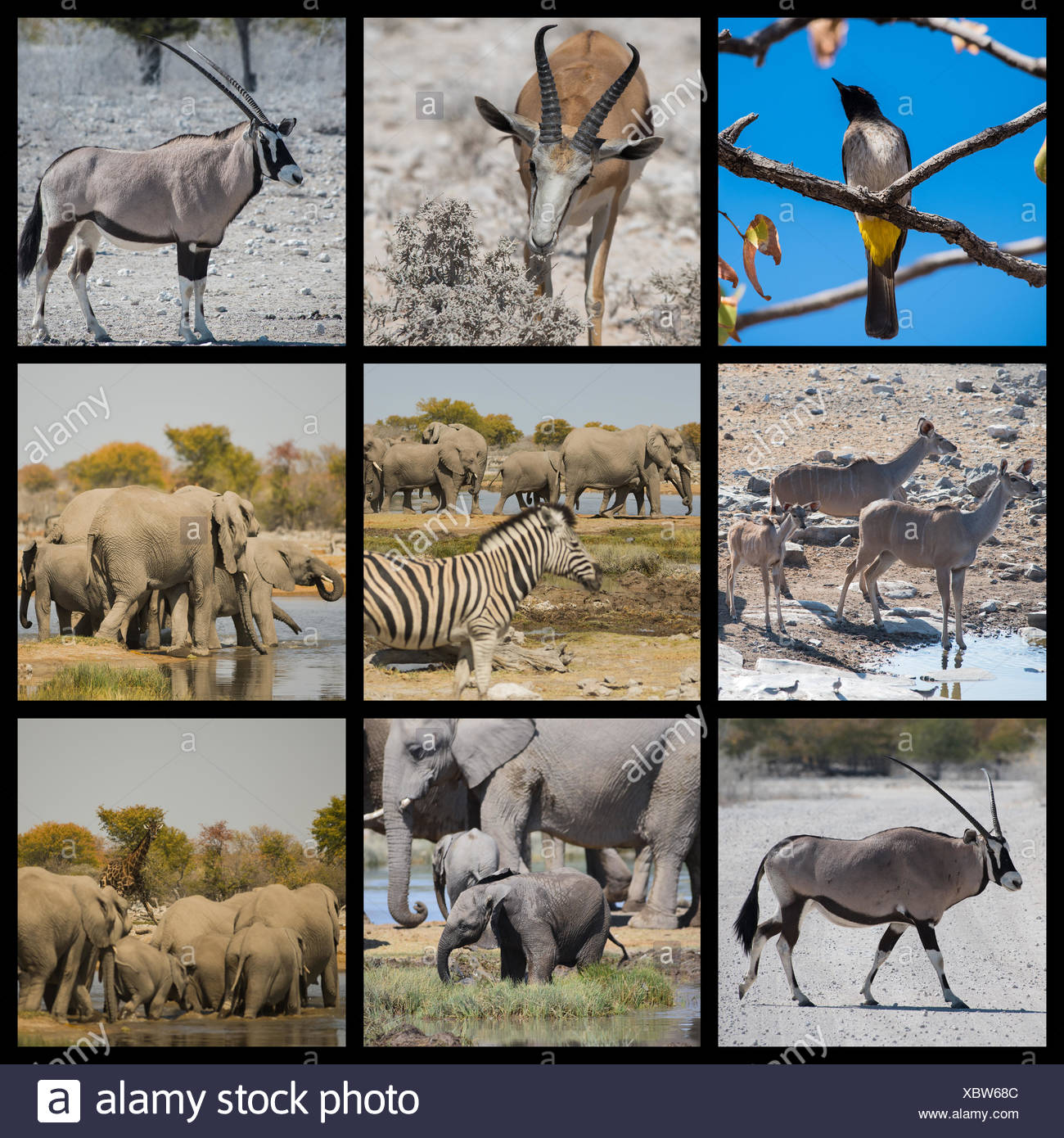 Animals And Desert Landscape In Namibia Africa Stock Photo Alamy