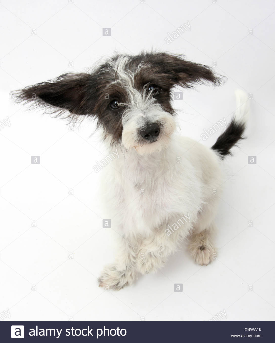 Black And White Jack A Poo Jack Russell Cross Poodle Puppy Stock Photo Alamy