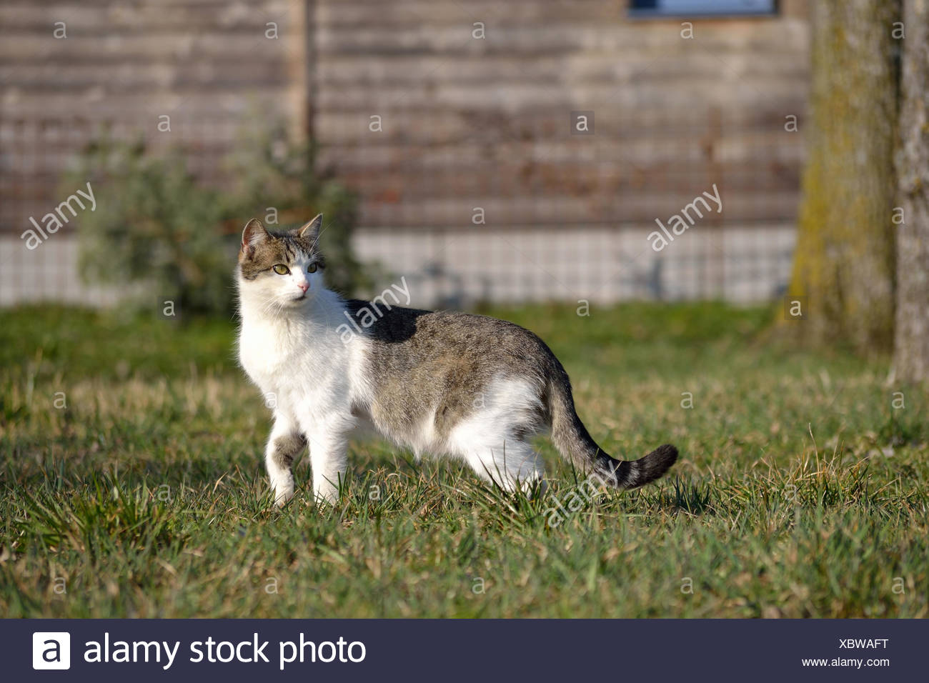 grau-weisse Hauskatze sucht aufmerkam in der Wiese nach Futter Stock Photo