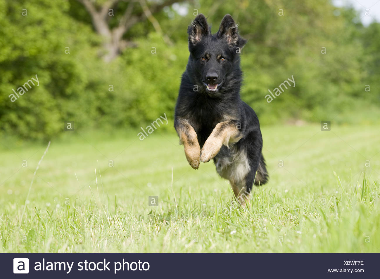 German Shepherd Jumping Stock Photos & German Shepherd Jumping Stock