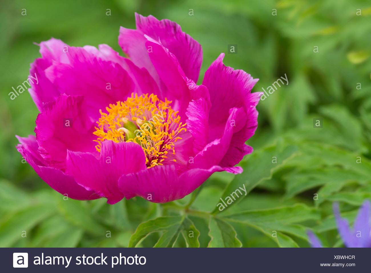paeonia officinalis / common peony Stock Photo