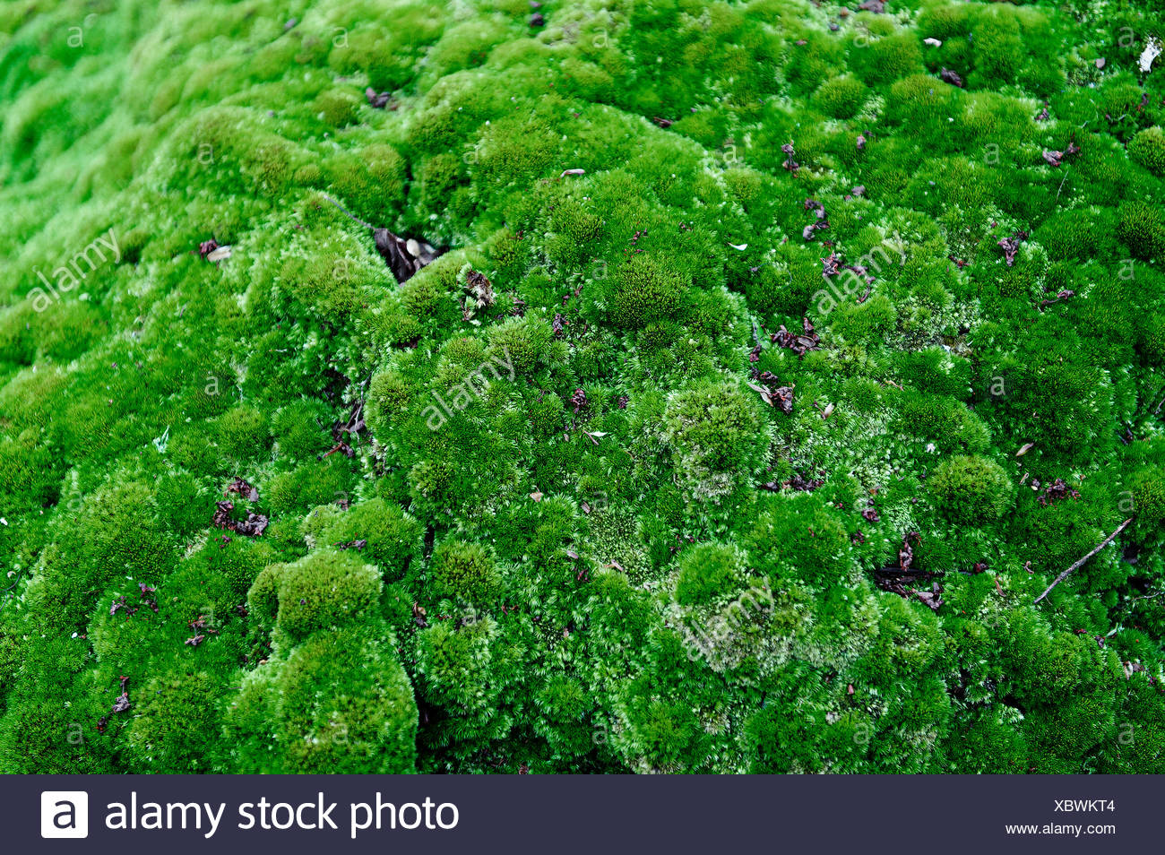 Bryophyta High Resolution Stock Photography And Images Alamy