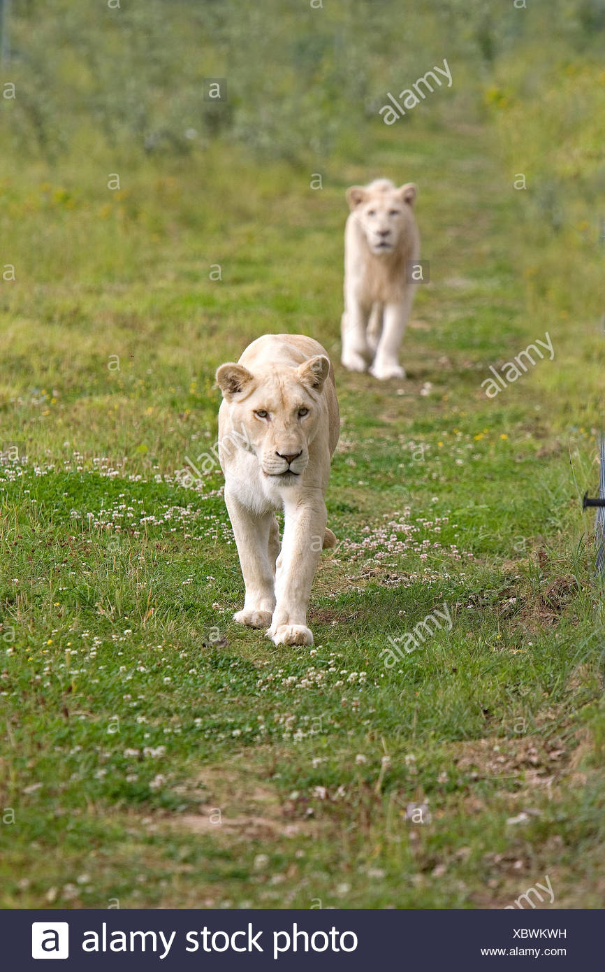 White Lion, panthera leo krugensis, Pair Stock Photo