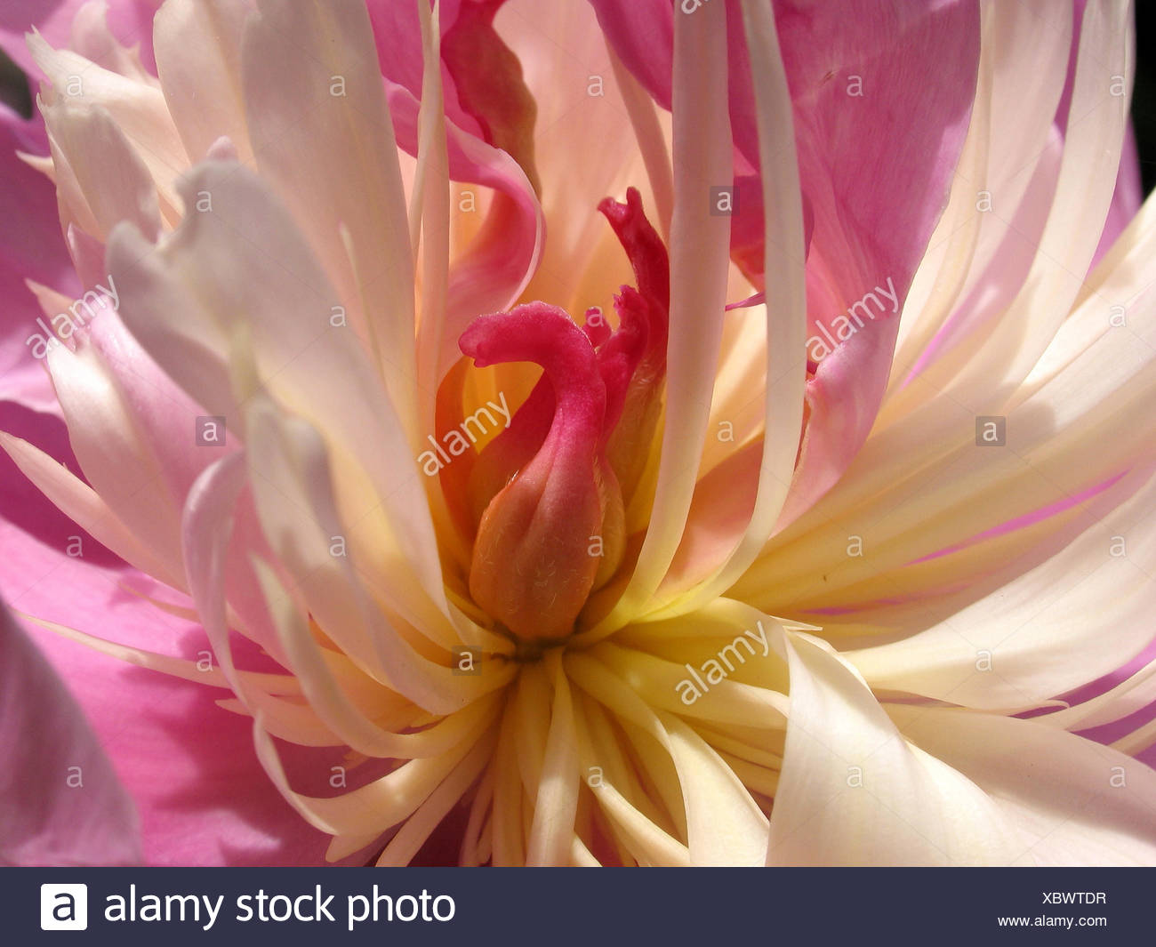 in bloom Stock Photo