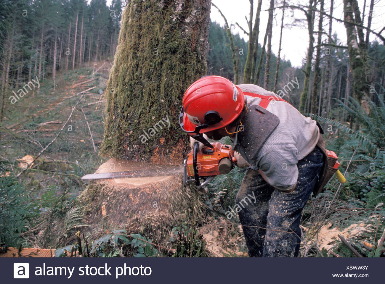 People Cut Down Trees Sell High Resolution Stock Photography and Images