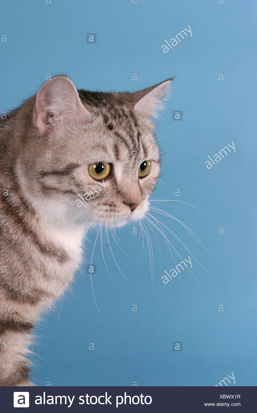 Britisch Kurzhaar Portrait British Shorthair Portrait