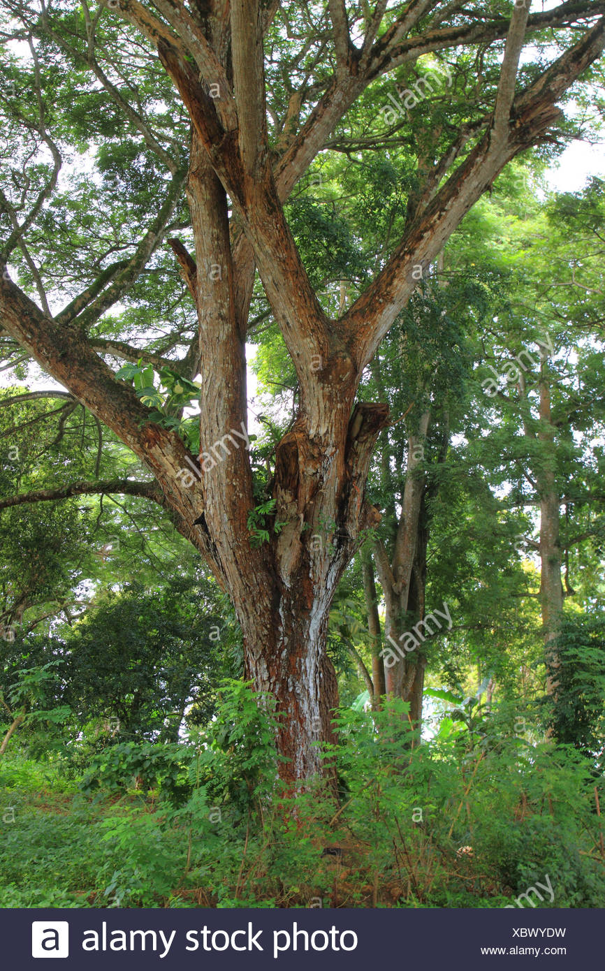 Mahogany Tree Africa High Resolution Stock Photography and Images Alamy
