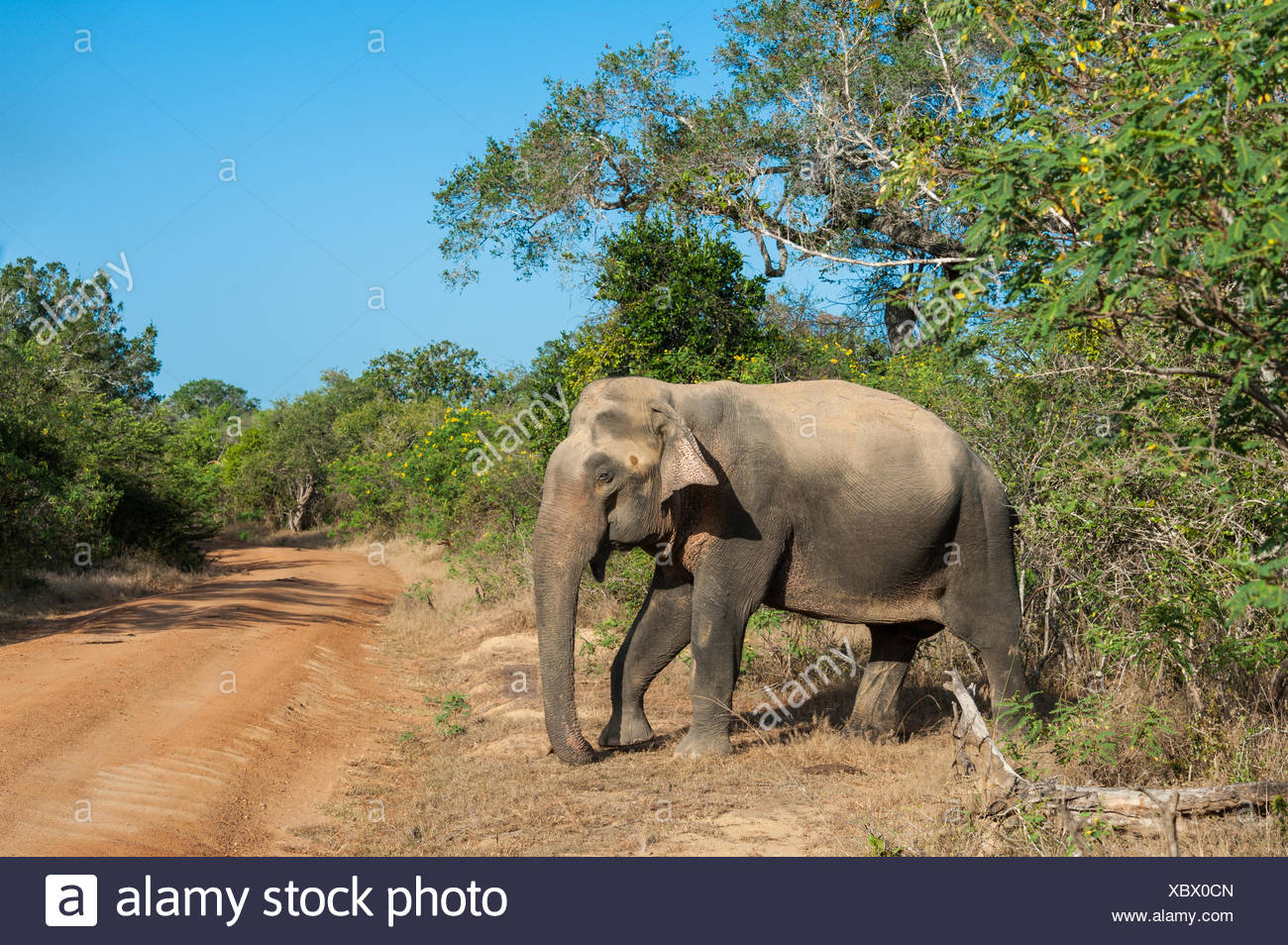 Crossing A Road High Resolution Stock Photography And Images Alamy