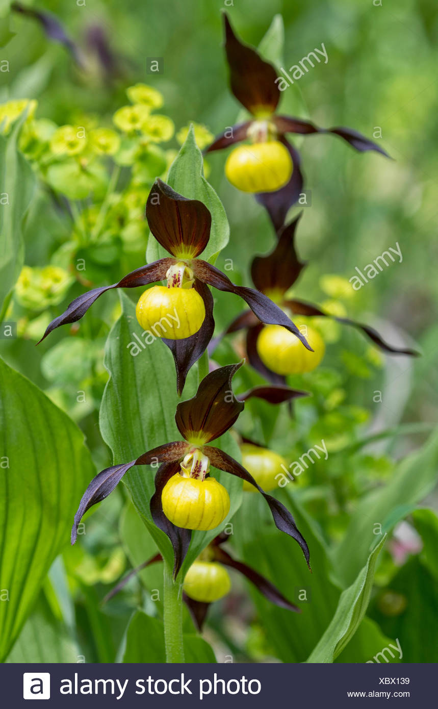 yellow and purple lady slipper