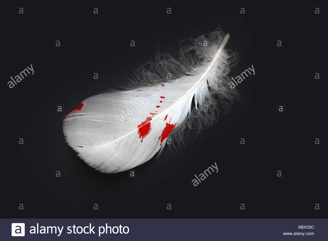 Blood Feather High Resolution Stock Photography and Images Alamy