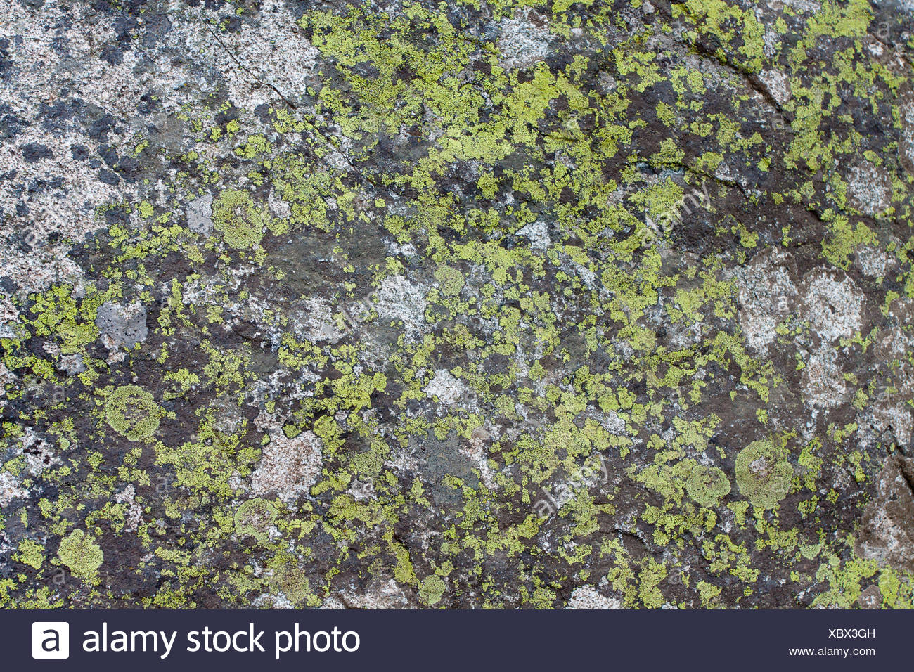 Rock Moss Texture Stock Photo Alamy