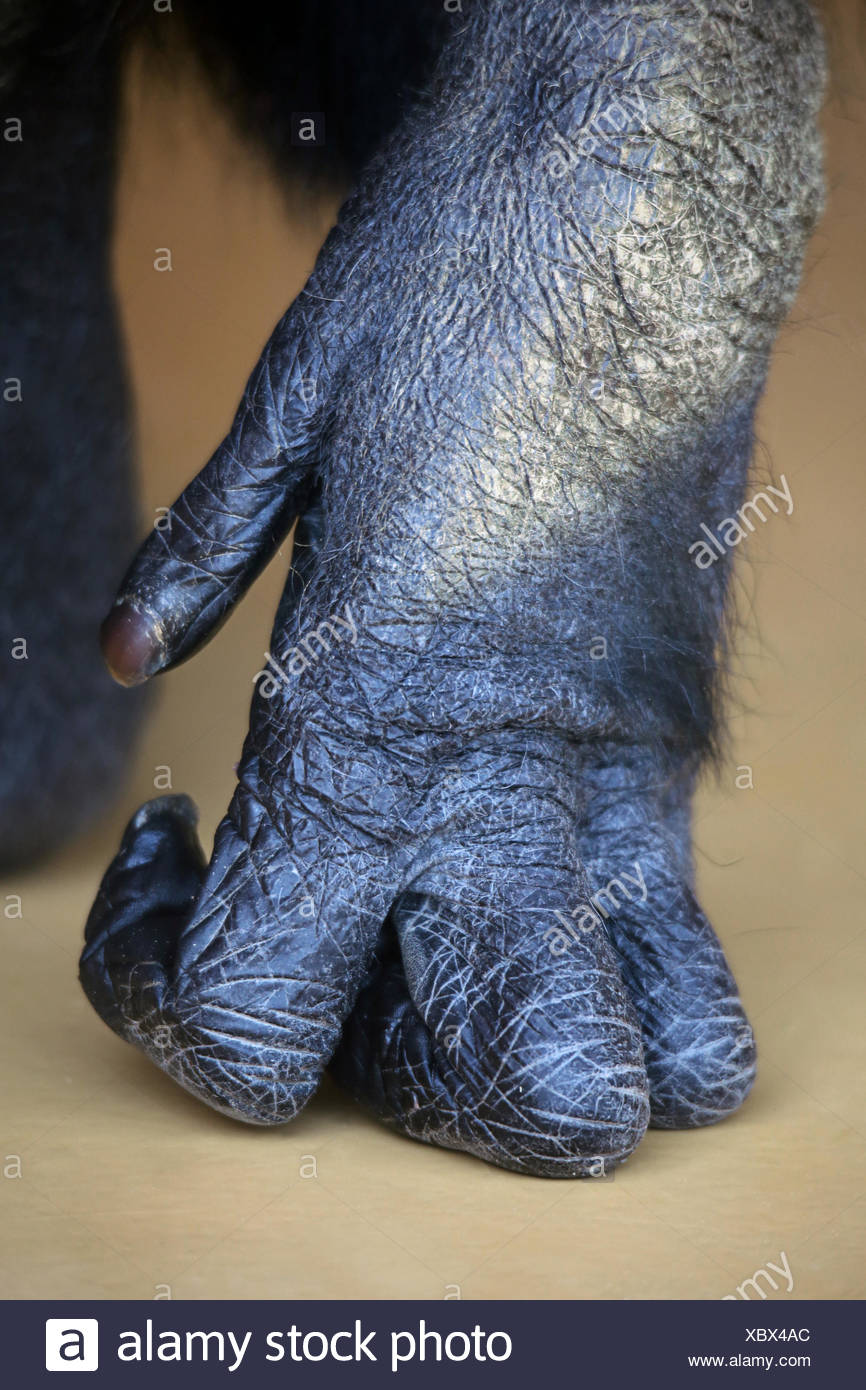 chimpanzee hand webbed fingers