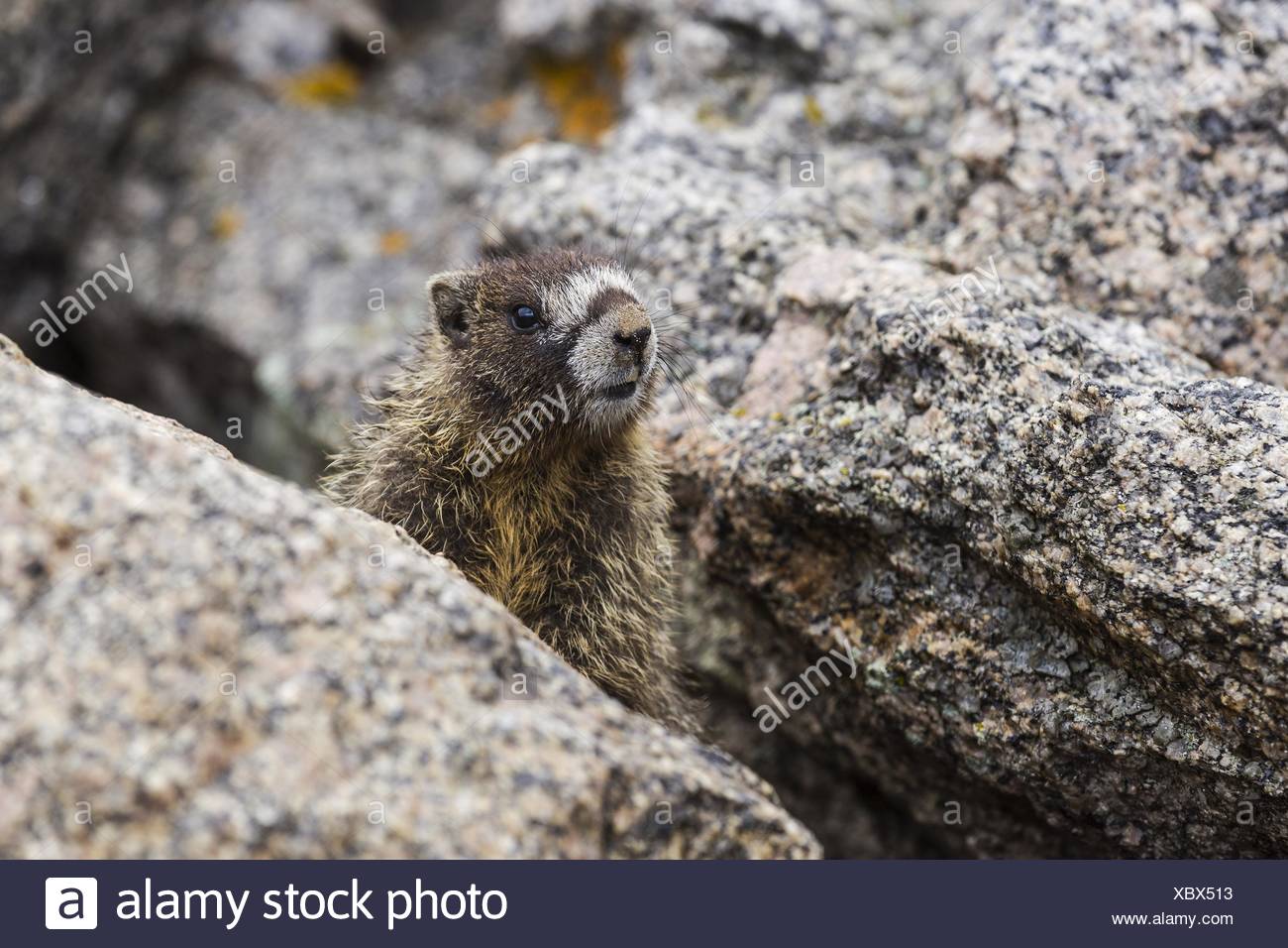 Woodchuck Stock Photos & Woodchuck Stock Images Alamy