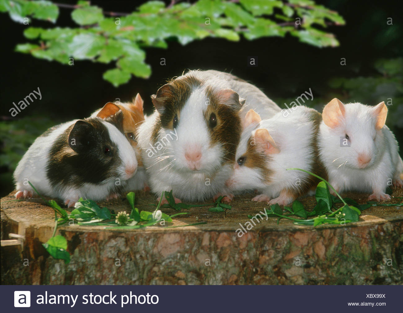 guinea pig family tree