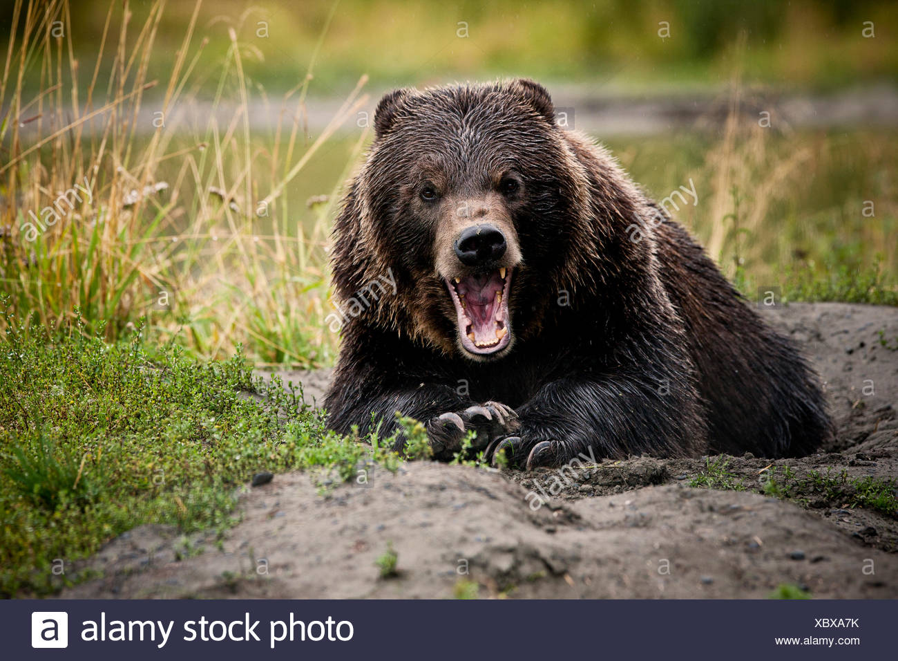 Grizzly Bear (Ursus arctos horribilis) with wide open jaws, threatening gesture, Valdez, Alaska, United States Stock Photo