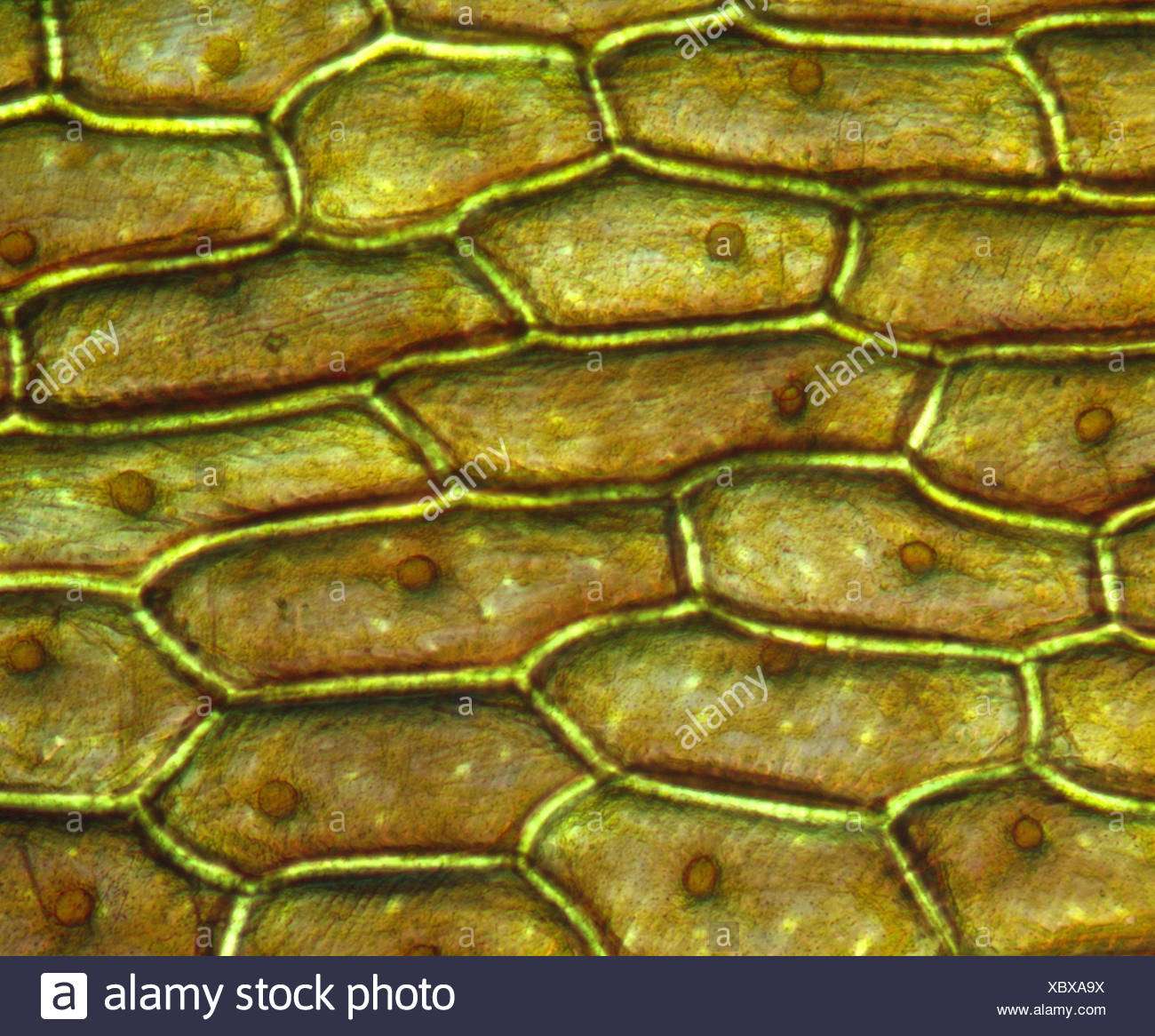Iodine Stained Onion Cells Stock Image C0283135