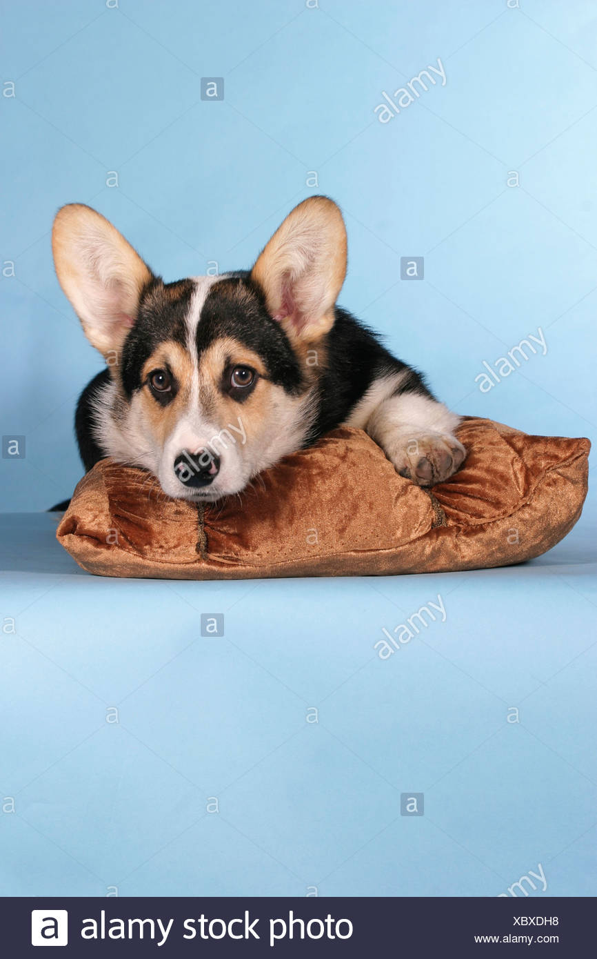 Treibhunde Short Hair Shorthair Shorthaired Short Haired Hg Blau