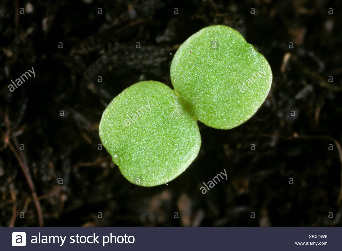Gallant Soldier High Resolution Stock Photography and Images Alamy