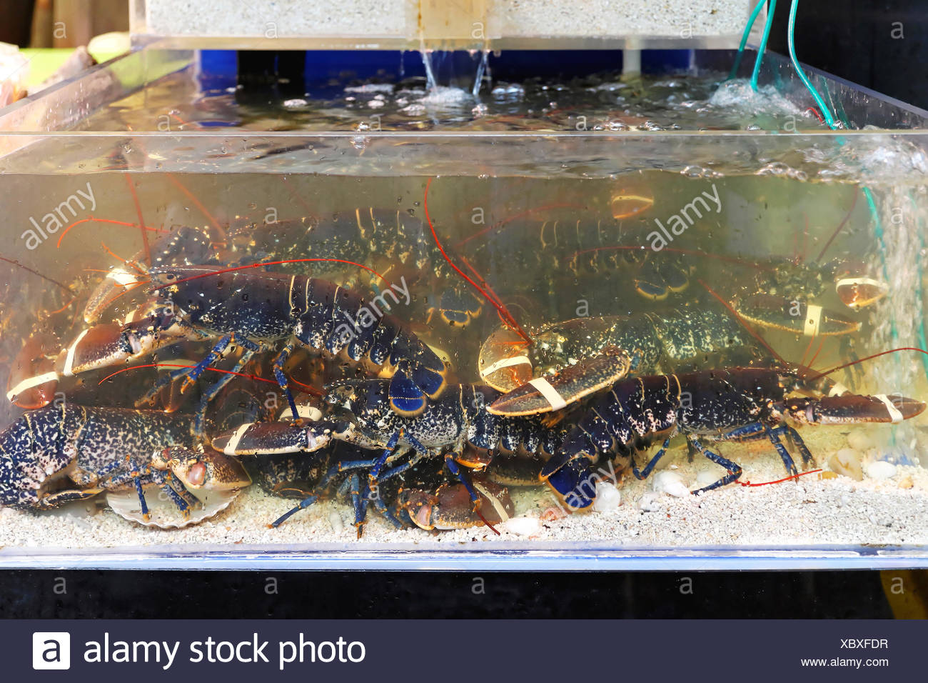 Lobster Fish Tank Stock Photos & Lobster Fish Tank Stock Images Alamy
