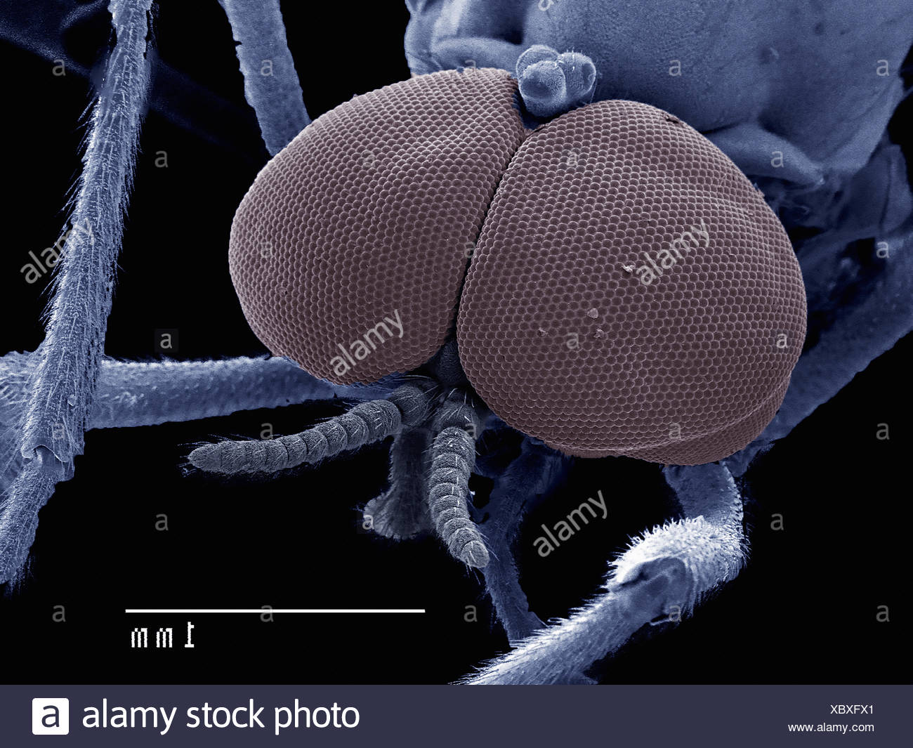 Close Up Fly Eyes High Resolution Stock Photography and Images - Alamy