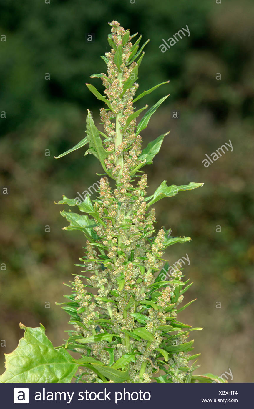 Red Goosefoot Chenopodium Rubrum High Resolution Stock Photography and ...