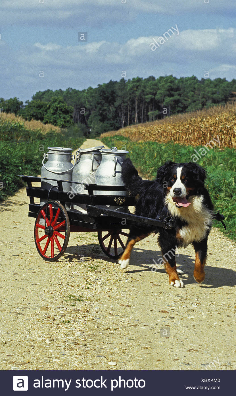 Bernese Mountain Dog Pulling Cart High Resolution Stock Photography and