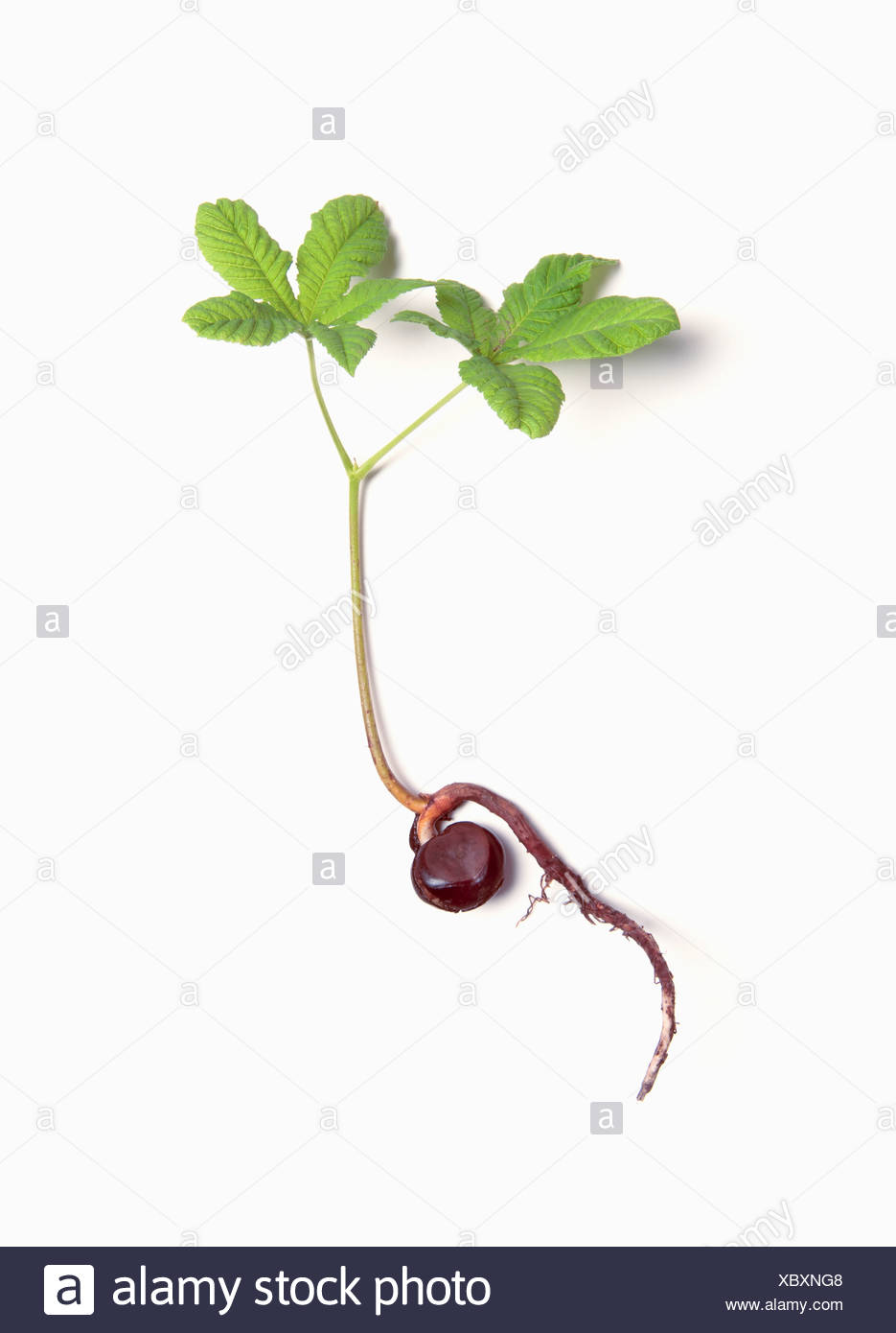 Horse chestnut is a plant used in medicine Horse chestnut is a plant used in medicine