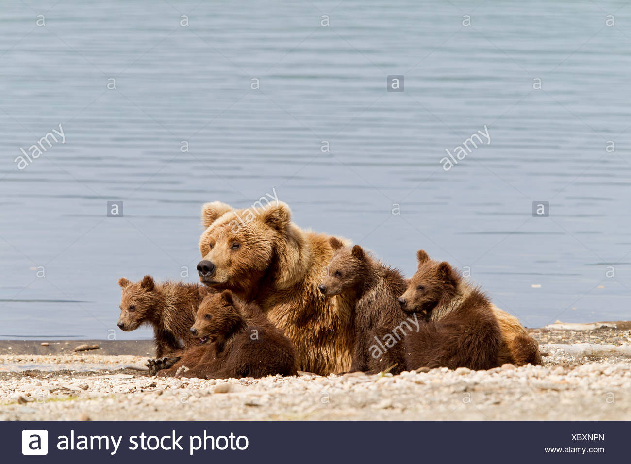 Brown Bear Lake Katmai National Park High Resolution Stock Photography ...