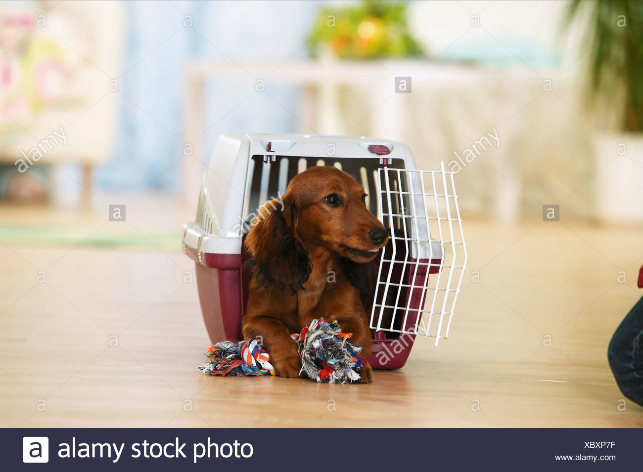 Long Haired Dachshund Puppy Lying In Transport Box With Toy Rope