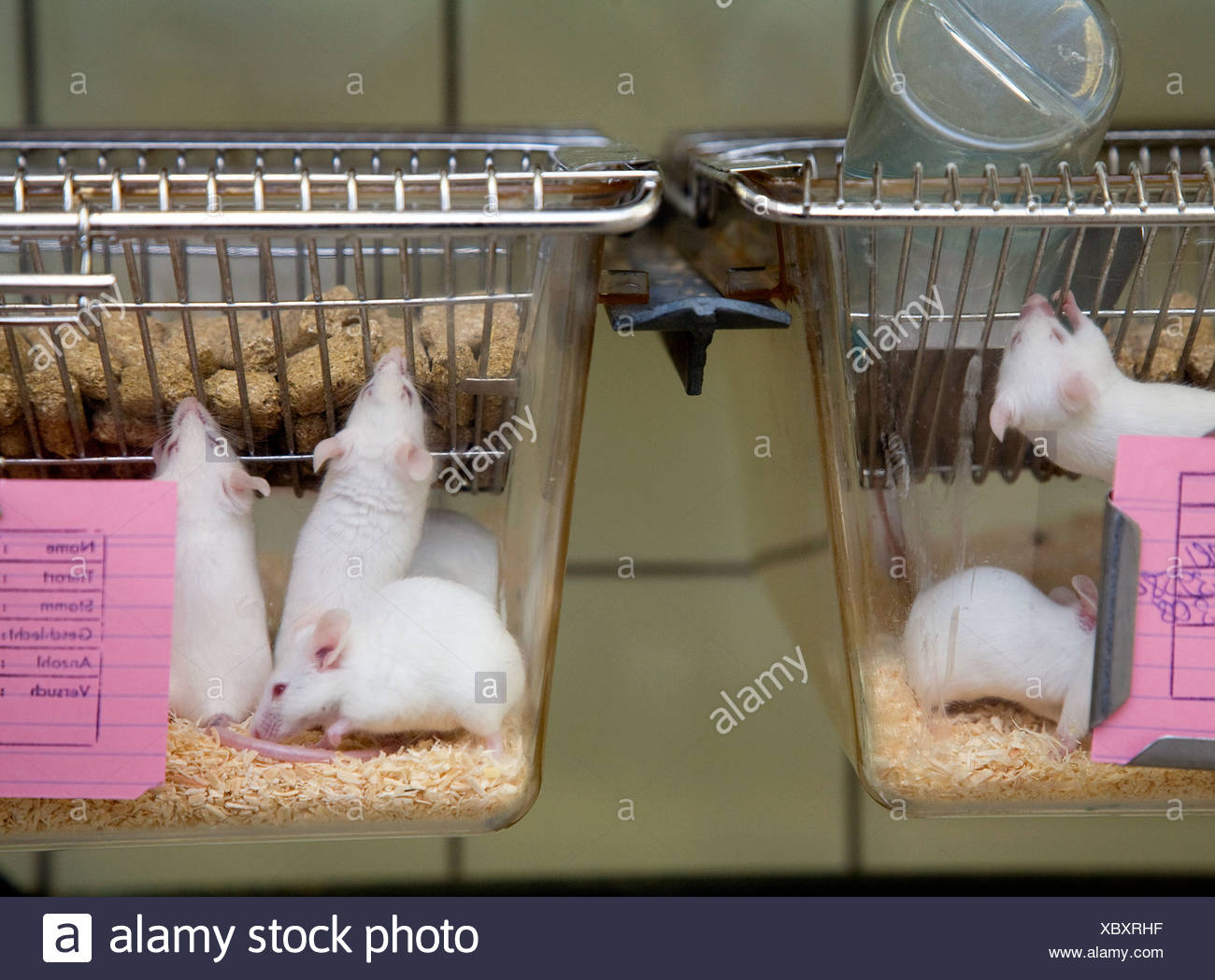 Lab Mice Stock Photos & Lab Mice Stock Images Alamy