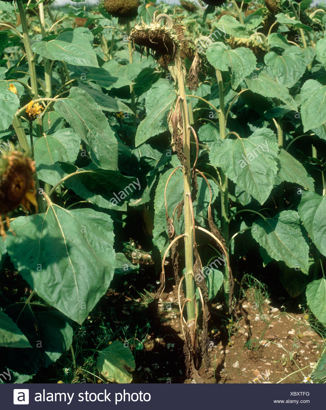 Sclerotinia Sclerotiorum High Resolution Stock Photography and Images ...