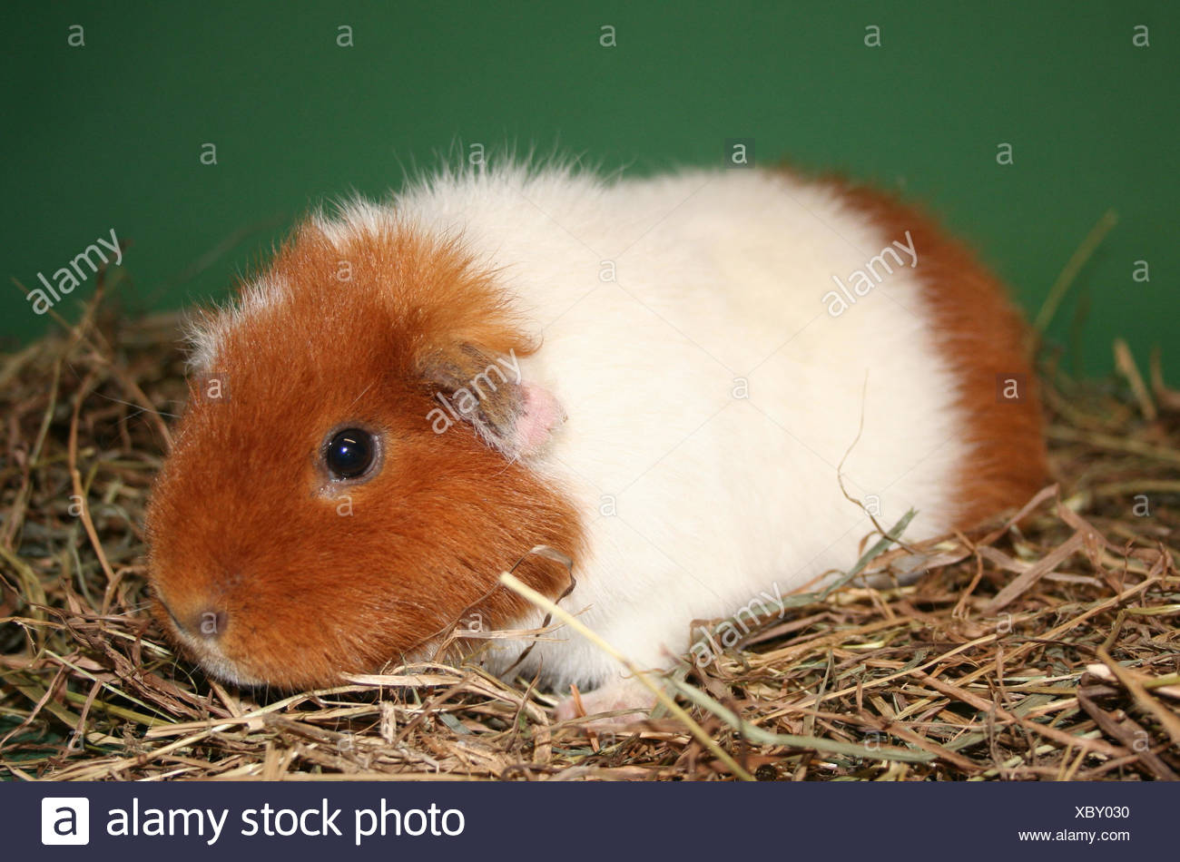guinea pig us teddy