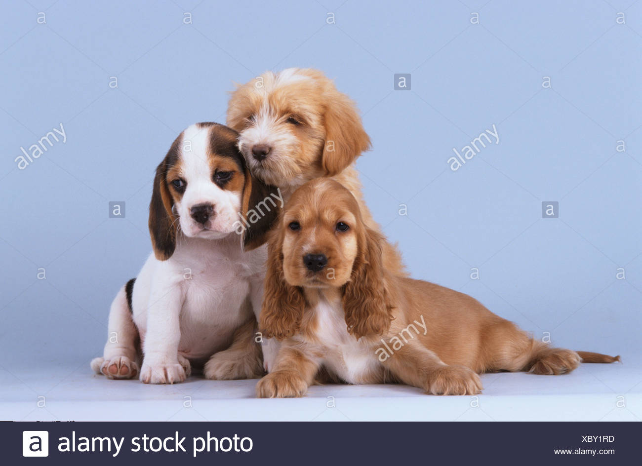 cocker terrier