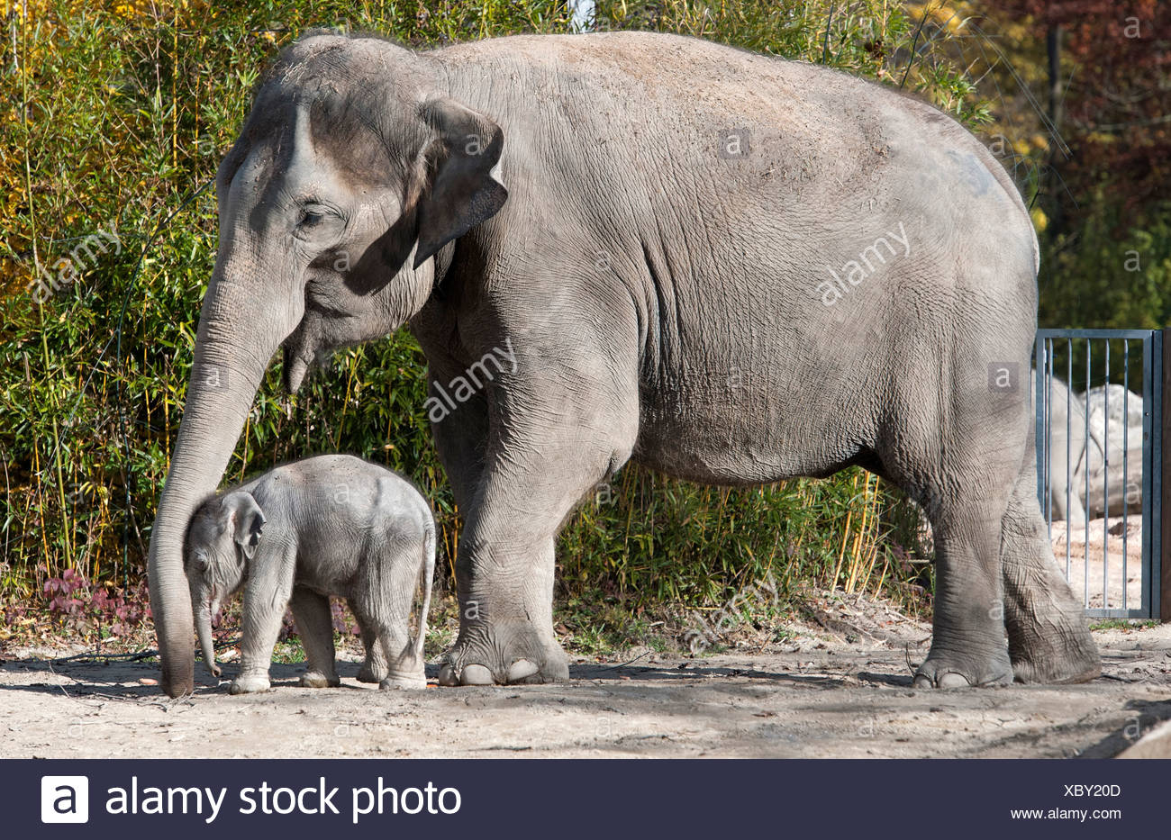 Asian Elephant Elephas Maximus Female Baby Elephant 11 Days During The First Foray Into The Outdoor Enclosure With Its Stock Photo Alamy